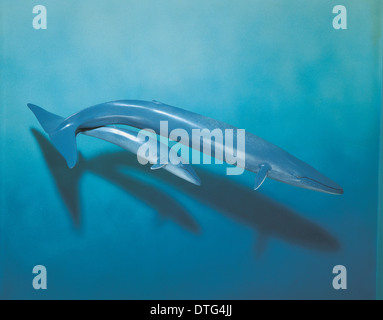 Balaenoptera musculus, balenottera azzurra Foto Stock