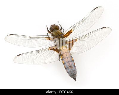 Libellula depressa, ampia corposo chaser Foto Stock