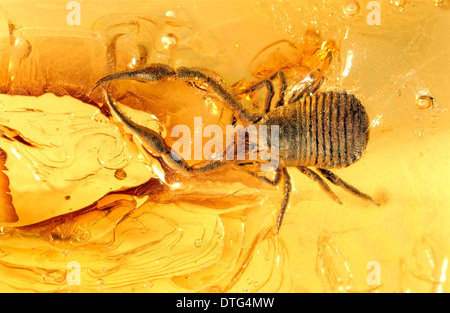 Pseudoscorpion in ambra baltica Foto Stock