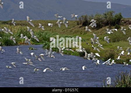 Guardabuoi (Bubulcus ibis) e fabbro (Lapwings Vanellus armatus) battenti dal lago del cratere di Ngorongoro Foto Stock