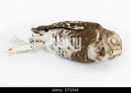 Athene blewitti, forest owlet Foto Stock