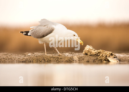 Giallo per adulti zampe (gabbiano Larus michahellis) alimentazione su una carcassa di pesce a bordo dell'acqua Foto Stock