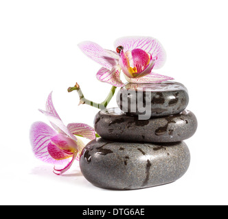 Pietre Zen con orchid e coccinella. Isolato su sfondo bianco. Foto Stock