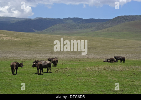 Bufali africani (Syncerus caffer) pascolare sulle pianure nel cratere di Ngorongoro piano Foto Stock