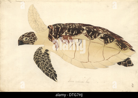 Eretmochelys imbricata, tartaruga embricata Foto Stock