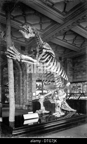 Scheletro di massa gigante bradipo (Megatherium Americanum). Luglio 1902 Foto Stock