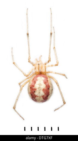 Enoplognatha ovata, Candy Stripe Spider Foto Stock