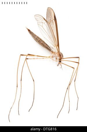 La Tipula oleracea, Cranefly Foto Stock