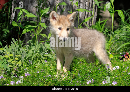 Lupo, cub, 8 settimane / (Canis lupus) Foto Stock