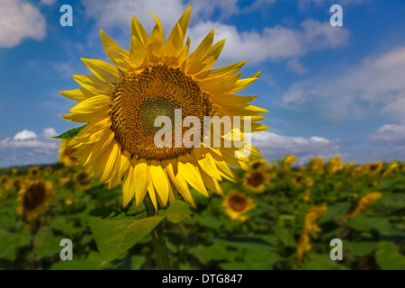 Un bellissimo Girasole spicca in un campo di semi di girasole in un soleggiato caldo agosto giorno. Foto Stock