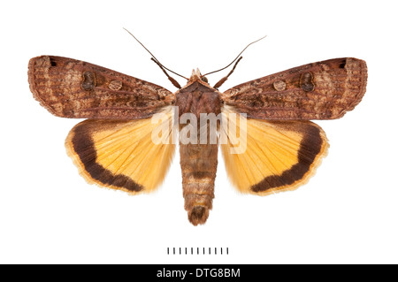 Noctua pronuba, Grande giallo Underwing Foto Stock