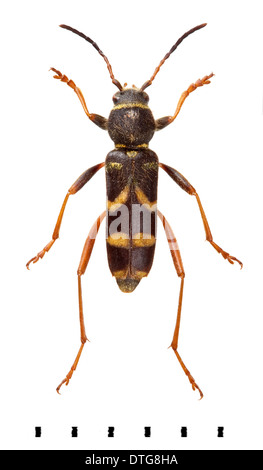 Clytus arietis, Wasp beetle Foto Stock