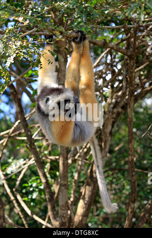 Diademed Sifaka, Madagascar / (Propithecus diadema) Foto Stock