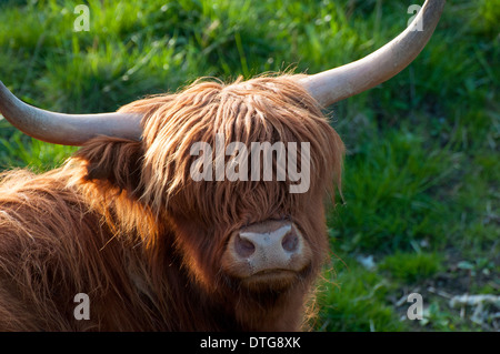 Wild carne bovina scozzese Foto Stock