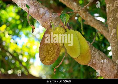 Jackfruit, Nosy Komba, Madagascar / (Artocarpus heterophyllus) Foto Stock