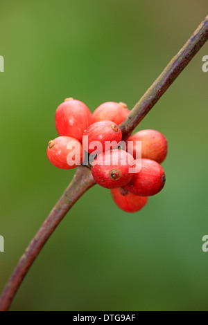 Caffè arabica, Nosy Be, Madagascar / (Coffea arabica) Foto Stock