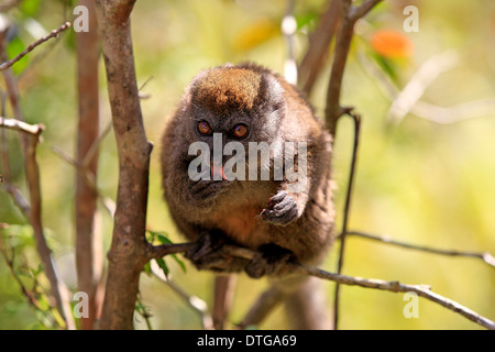 Minore orientale lemure di bambù, Madagascar / (Hapalemur griseus) Foto Stock
