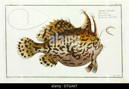 Lophius histrio o il rospo americano-pesce [Histrio histrio] Foto Stock