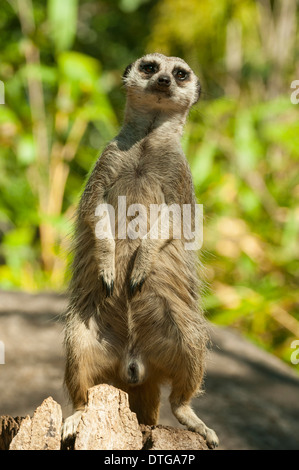 Meerkat presso lo Zoo di Melbourne, Melbourne, Victoria, Australia Foto Stock