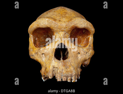 Broken Hill cranio, Homo Heidelbergensis. Foto Stock