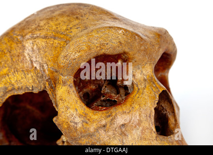 Broken Hill cranio, Homo Heidelbergensis. Foto Stock