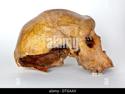 Broken Hill cranio, Homo Heidelbergensis. Foto Stock