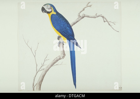 Ara ararauna, blu-giallo macaw Foto Stock