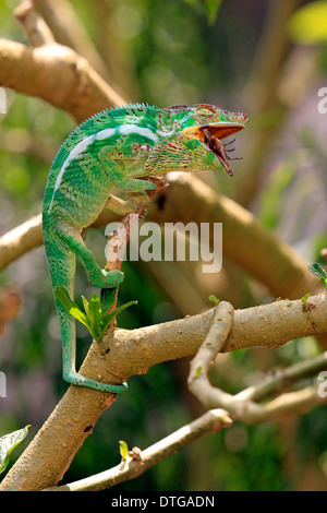 Il Gigante malgascio camaleonte, femmina, Madagascar / (Furcifer oustaleti) / Oustalet il camaleonte Foto Stock