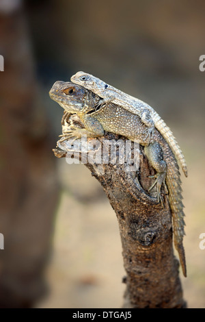 Dumeril il Madagascar Swift, femmine e giovani, Madagascar / (Oplurus quadrimaculatus) Foto Stock