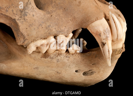 Barberia lion cranio Foto Stock