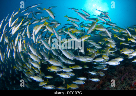 Scuola di Bluelined Snapper, Lutjanus Kasmira e striato di grande occhio breme, Gnathodentex aureolineatus, Maldive Foto Stock