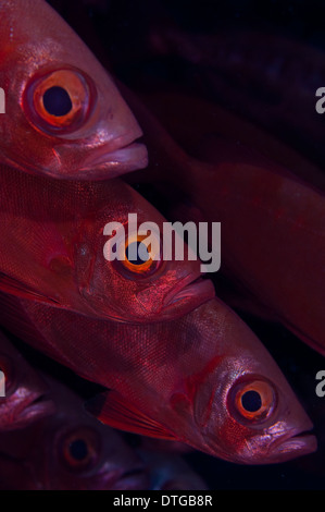 Scuola di Crescent-coda di tonno obeso, Priacanthus hamrur, ritratto, Maldive Foto Stock