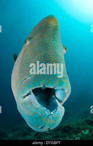 Un pesce napoleone, Cheilinus undulatus, Maldive Foto Stock