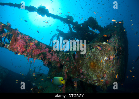 Vita della barriera corallina sul relitto Machchafushi, South Ari Atoll, Maldive Foto Stock