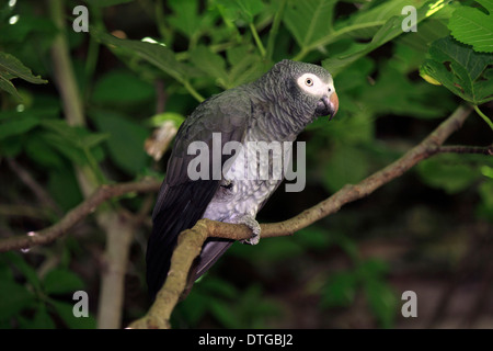 Timneh pappagallo grigio, Sud Africa / (Psittacus erithacus timneh) / pappagallo grigio africano Foto Stock