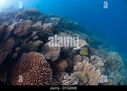 Coralli duri sulla barriera corallina, Maldive Foto Stock