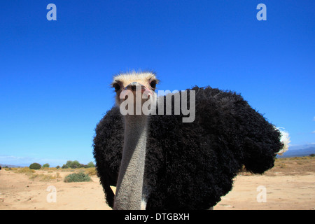 Struzzo Sudafricano, maschio, Oudtshoorn, Klein Karoo, Sud Africa / (Struthio camelus australis) Foto Stock