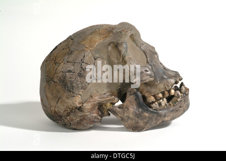 Homo erectus (o Homo ergaster), Turkana boy (KNM-WT 15000) Foto Stock