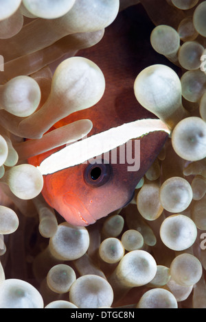 Un clown tropicale pesce di anemone resti entro i tentacoli protettivo di un anemone host Foto Stock