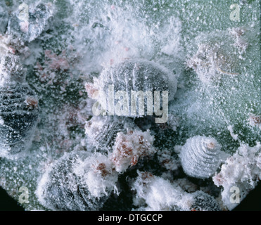 Dactyloprus coccus, insetto di scala Foto Stock