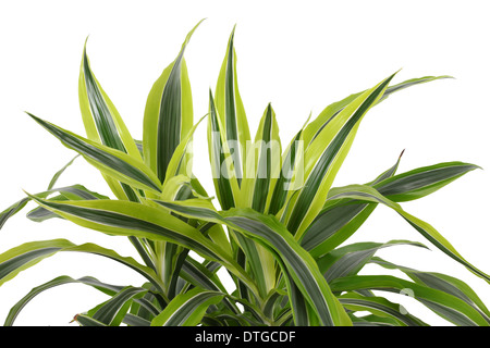 Chlorophytum - evergreen perenni Piante fiorite in famiglia asparagaceae. Foto Stock