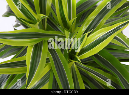 Chlorophytum - evergreen perenni Piante fiorite in famiglia asparagaceae. Foto Stock