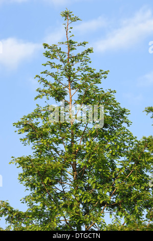 Dawn Redwood (Metasequoia glyptostroboides) Foto Stock