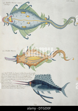 Illustrazione colorata di Makaira nigricans, blue marlin e due raggi Foto Stock