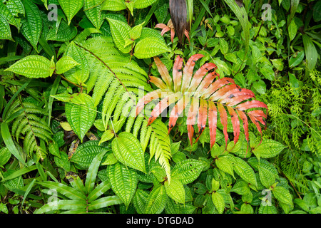 Un endemico, rosso fern cresce tra gli altri di felci e foglie verdi nei tropici di Figi. Foto Stock