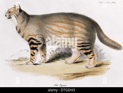 Oncifelis colocolo, pampas cat Foto Stock