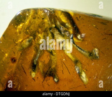 Isola di Wight ambra Foto Stock