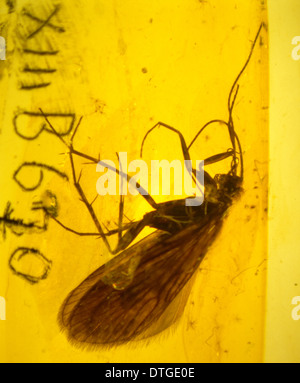 Caddis fly in ambra Foto Stock