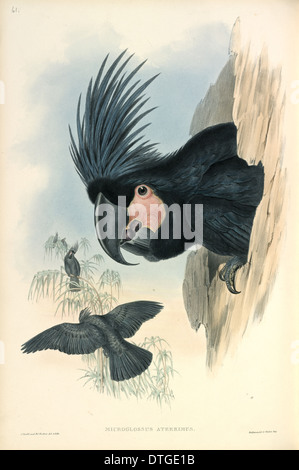 Cacatua delle palme Foto Stock