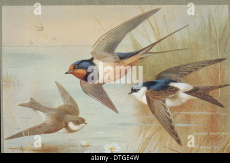 Riparia Riparia, Hirundo rustica, Delichon urbica Foto Stock